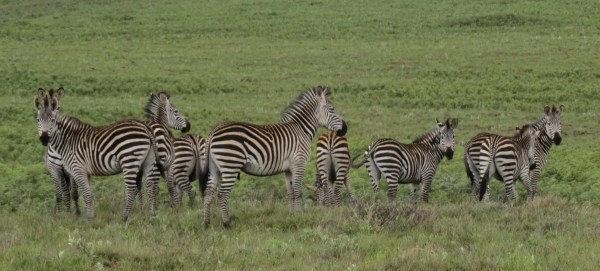 IMG_4912 Zebras