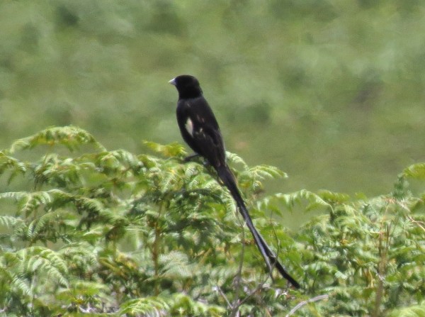IMG_4914 Montane Widowbird