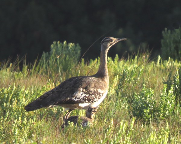 IMG_5005 Denham's Bustard and chick