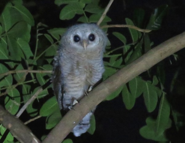 IMG_5220 juv Wood Owl