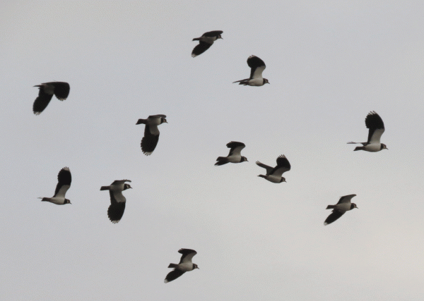 IMG_5463-Lapwings