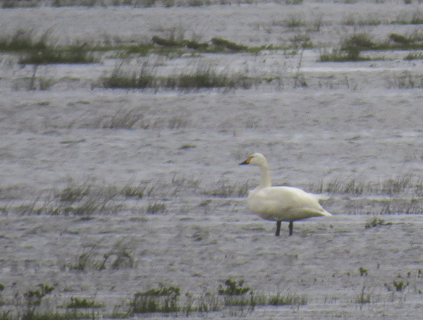 IMG_5550-Bewick's-Swan