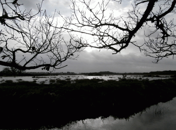 P1030305-Lytchett-Bay