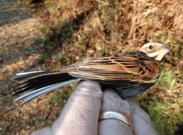 P1140323-Reed-Bunting