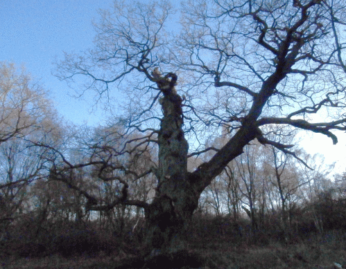 PC280262-Sherwood-Forest