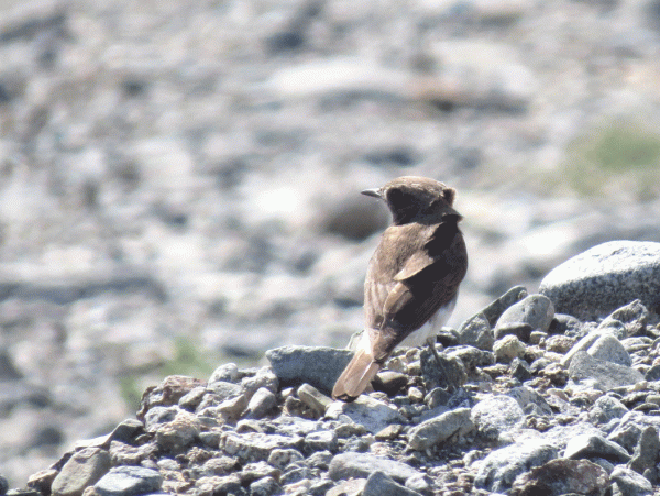 IMG_0021-Variable-Wheatear