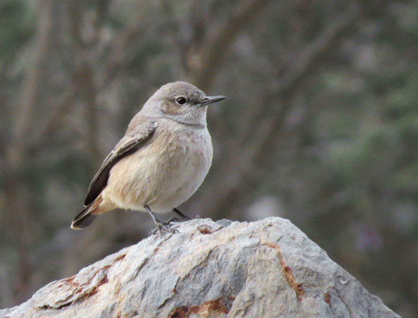 IMG_0041-RT-Wheatear