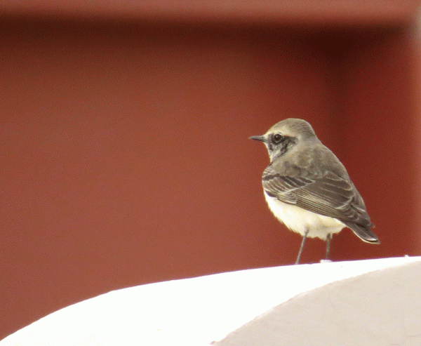 IMG_0120-Pied-Wheatear