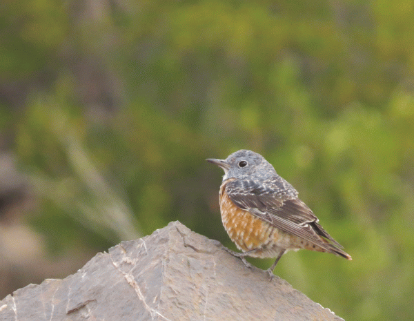IMG_0126-RT-Rock-Thrush