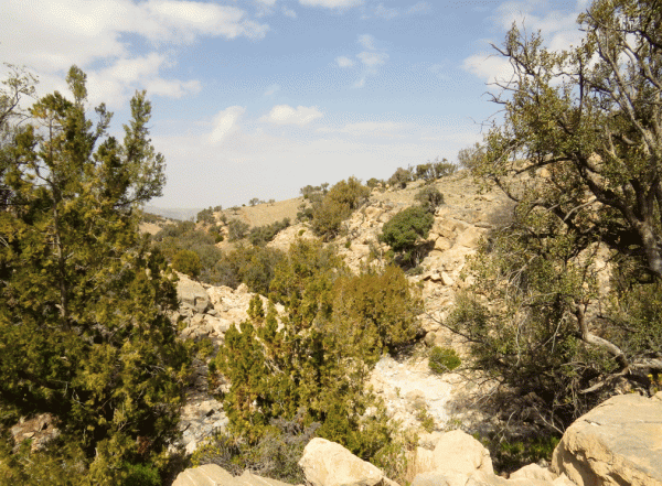 IMG_0154-Sayq-Plateau