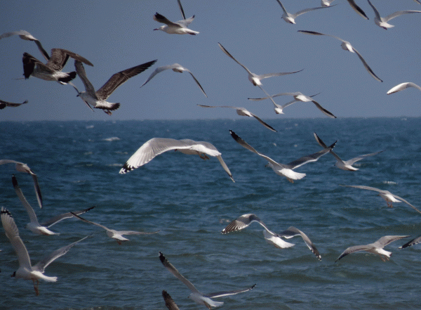 IMG_5599-Gulls-inc-Pallas