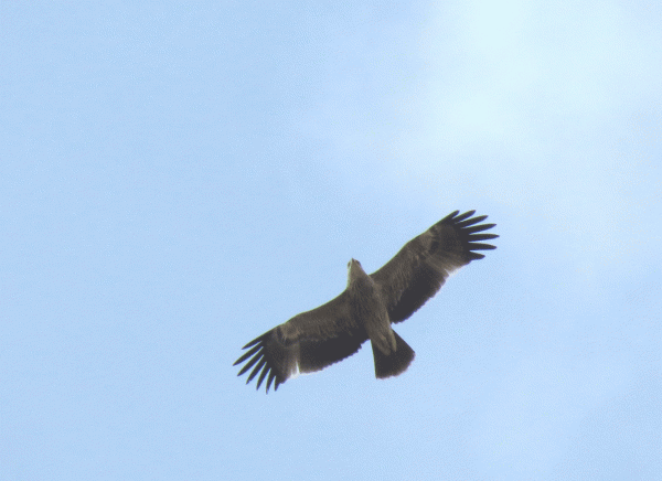 IMG_5825-Imperial-Eagle