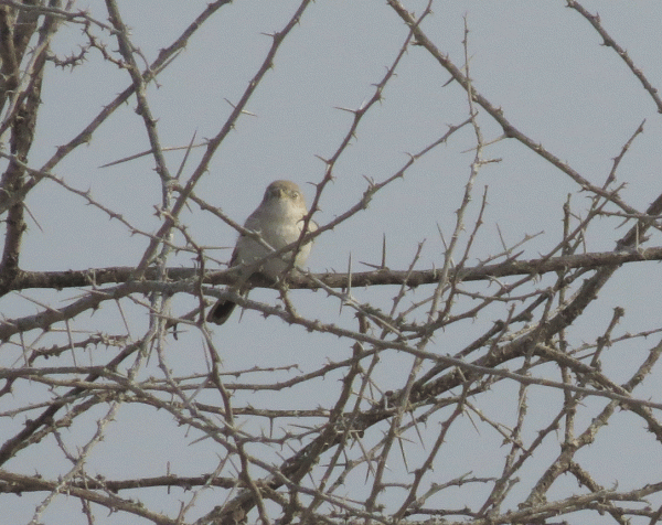 IMG_5883-Desert-Warbler