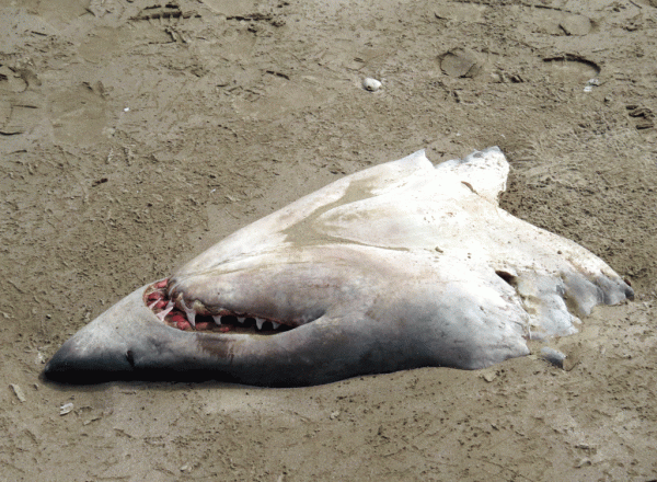IMG_5958-shark-head