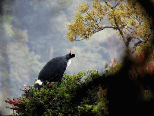 IMG_0074-Horned-Guan-b