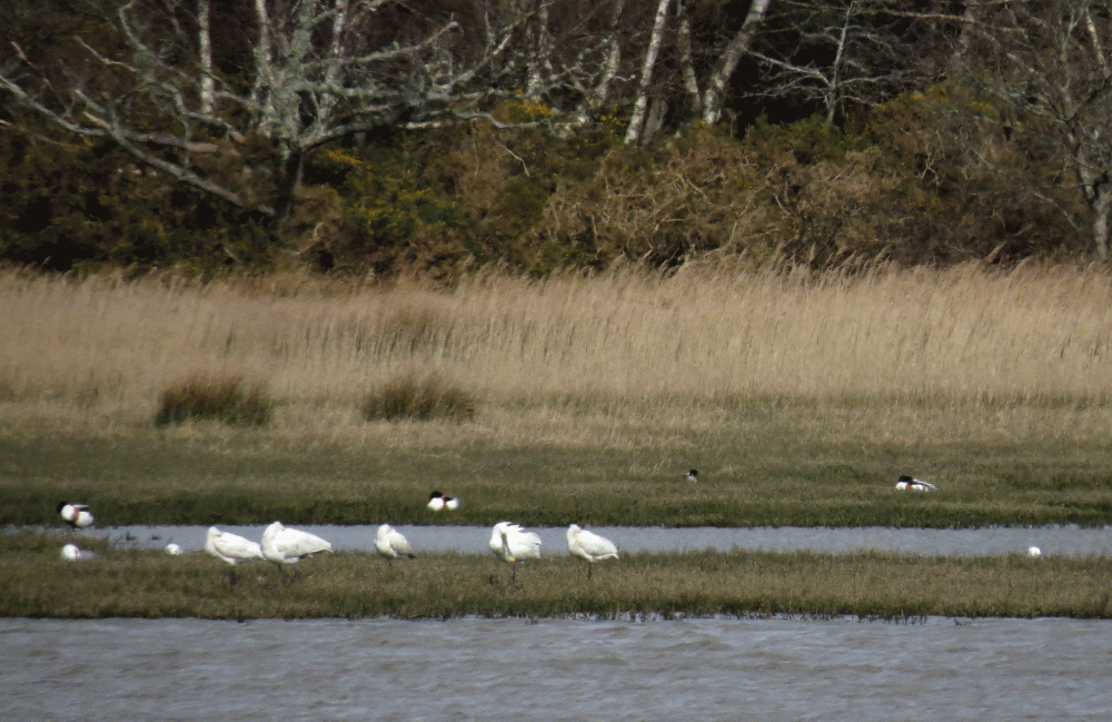IMG_1215-Spoonbills