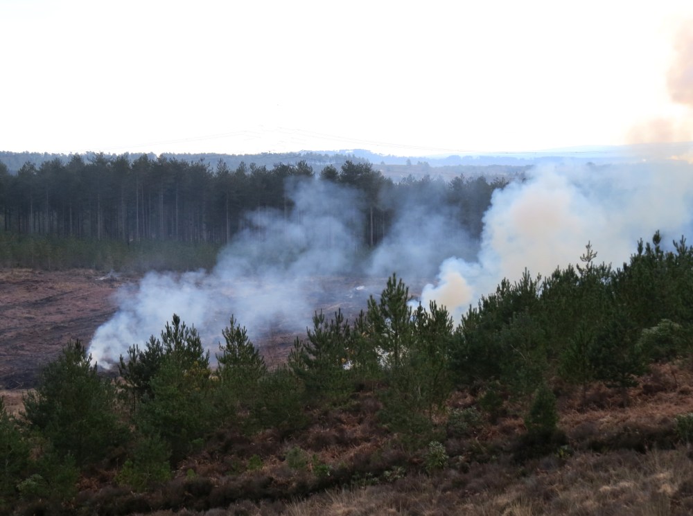 IMG_1250 Wareham Forest