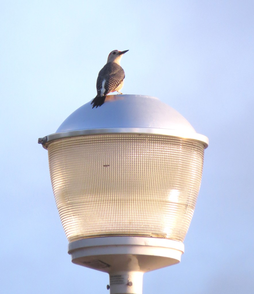 IMG_0012 Velasque's WP