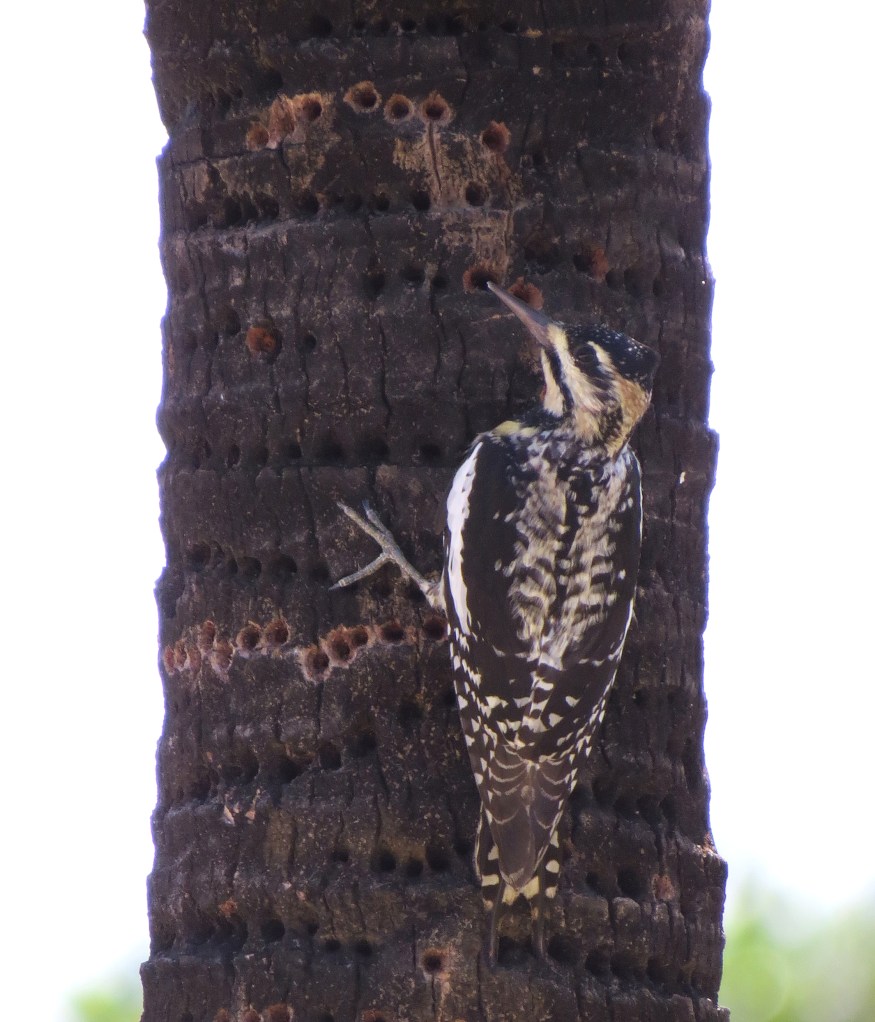 IMG_0048 YB Sapsucker