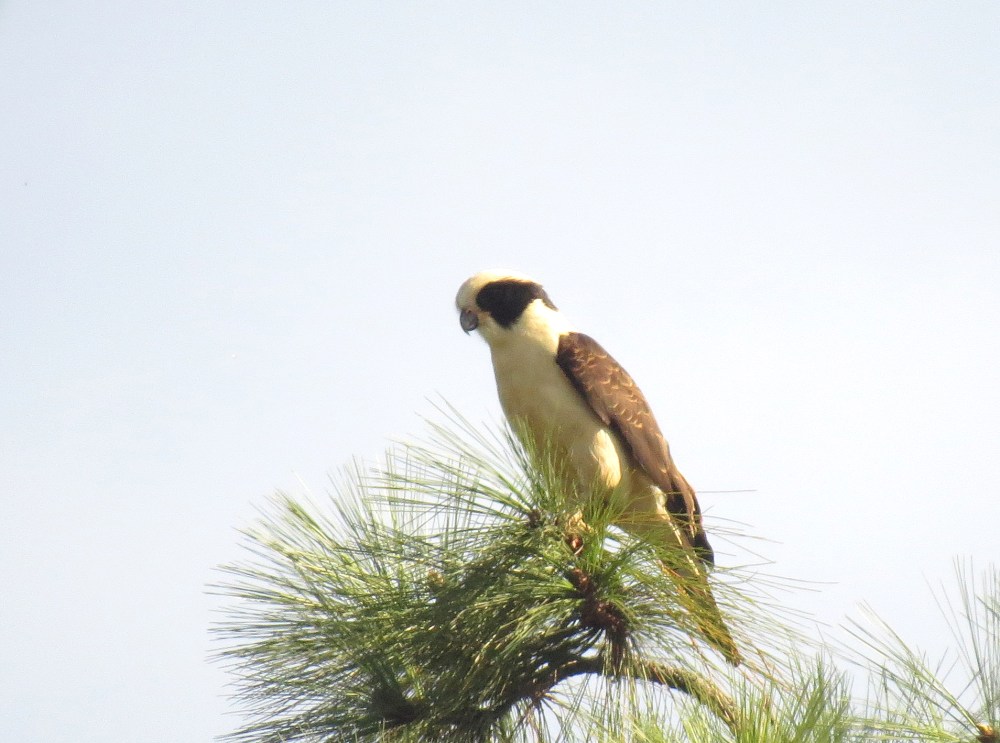 IMG_0061 Laughing Falcon