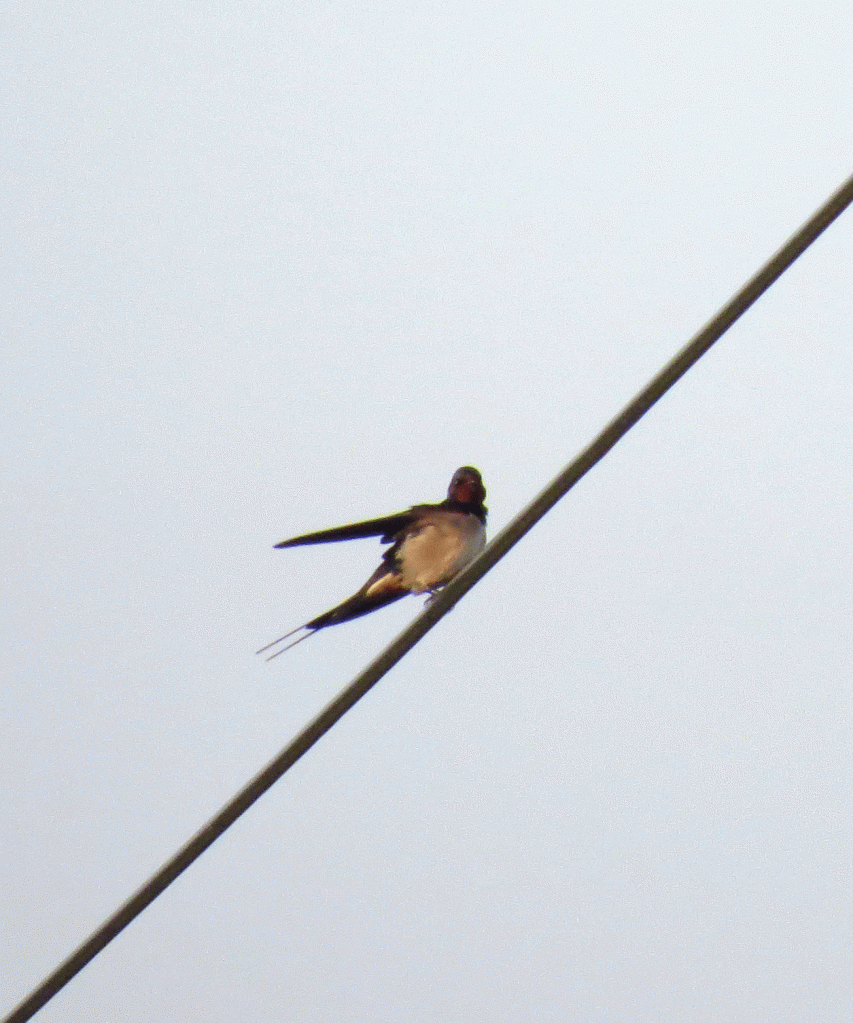 IMG_0061-Swallow-LB