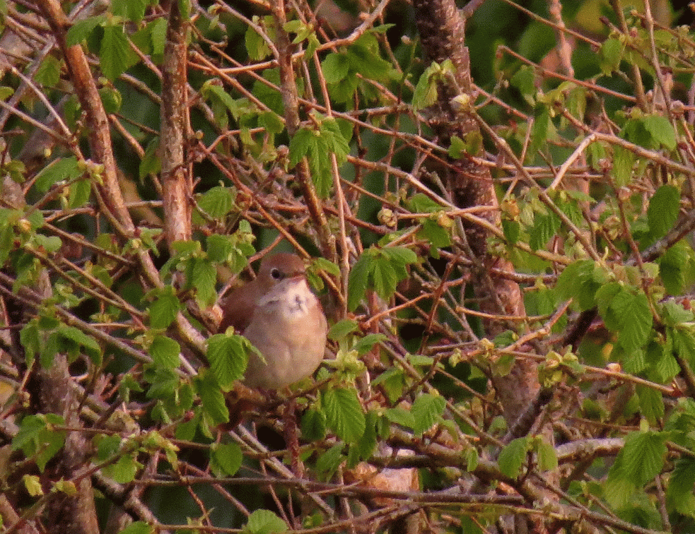 IMG_0078-Nightingale