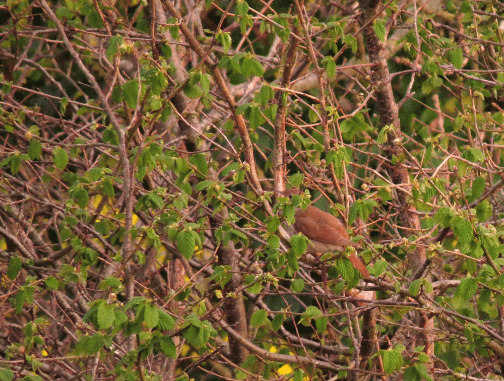 IMG_0084-Nightingale