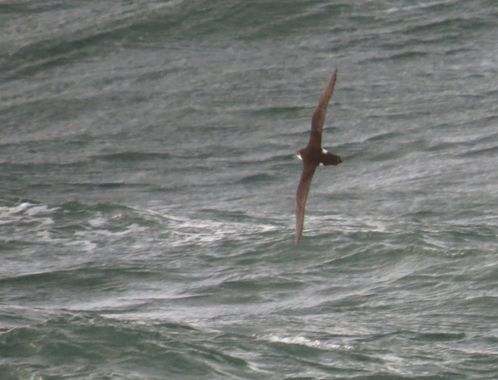 IMG_0093-Manx-Shearwater