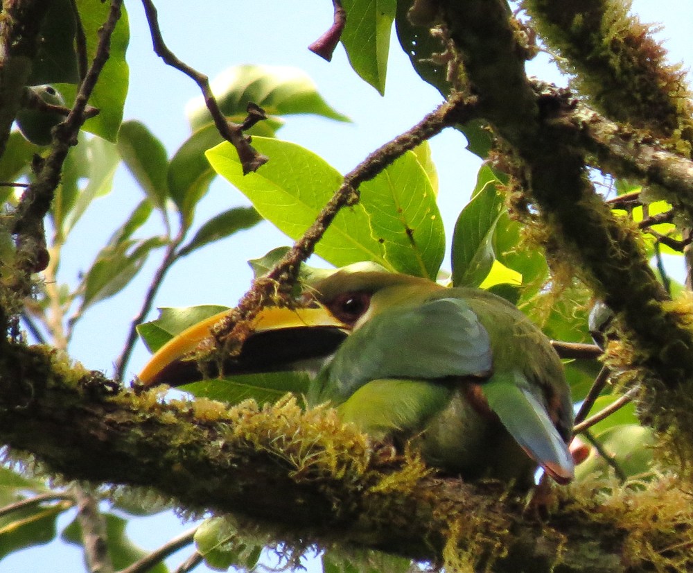 IMG_0109 Emerald Toucanet
