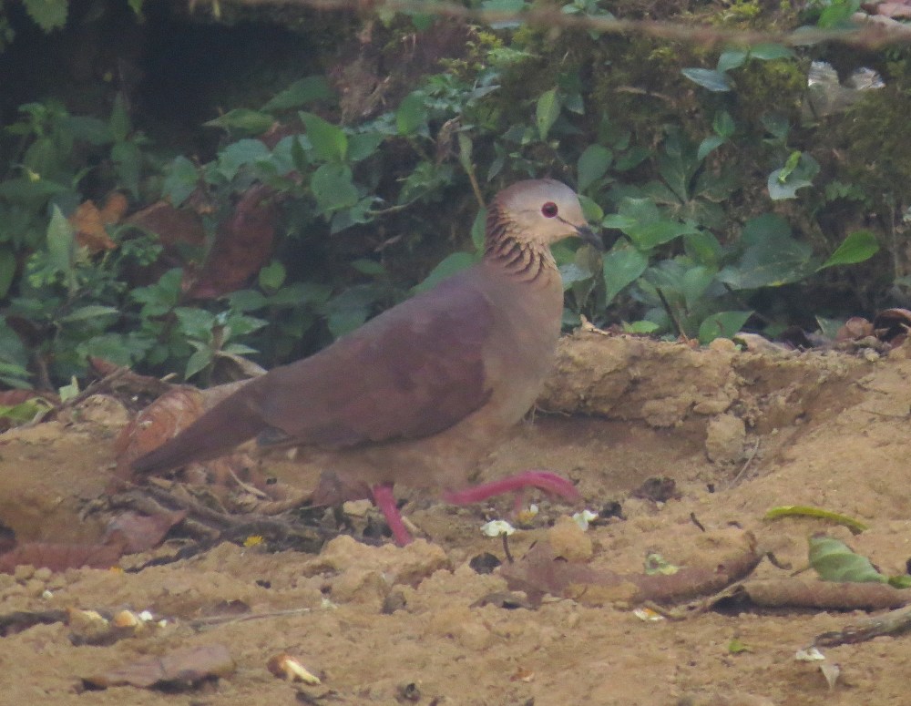 IMG_0142 WF Quail-dove