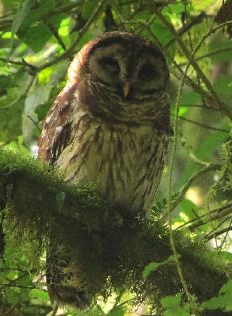 IMG_0189 Fulvous Owl