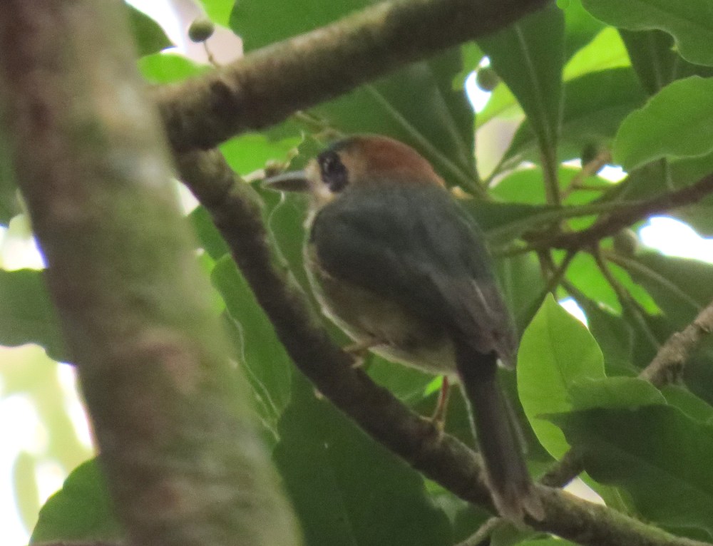 IMG_0198 Tody Motmot
