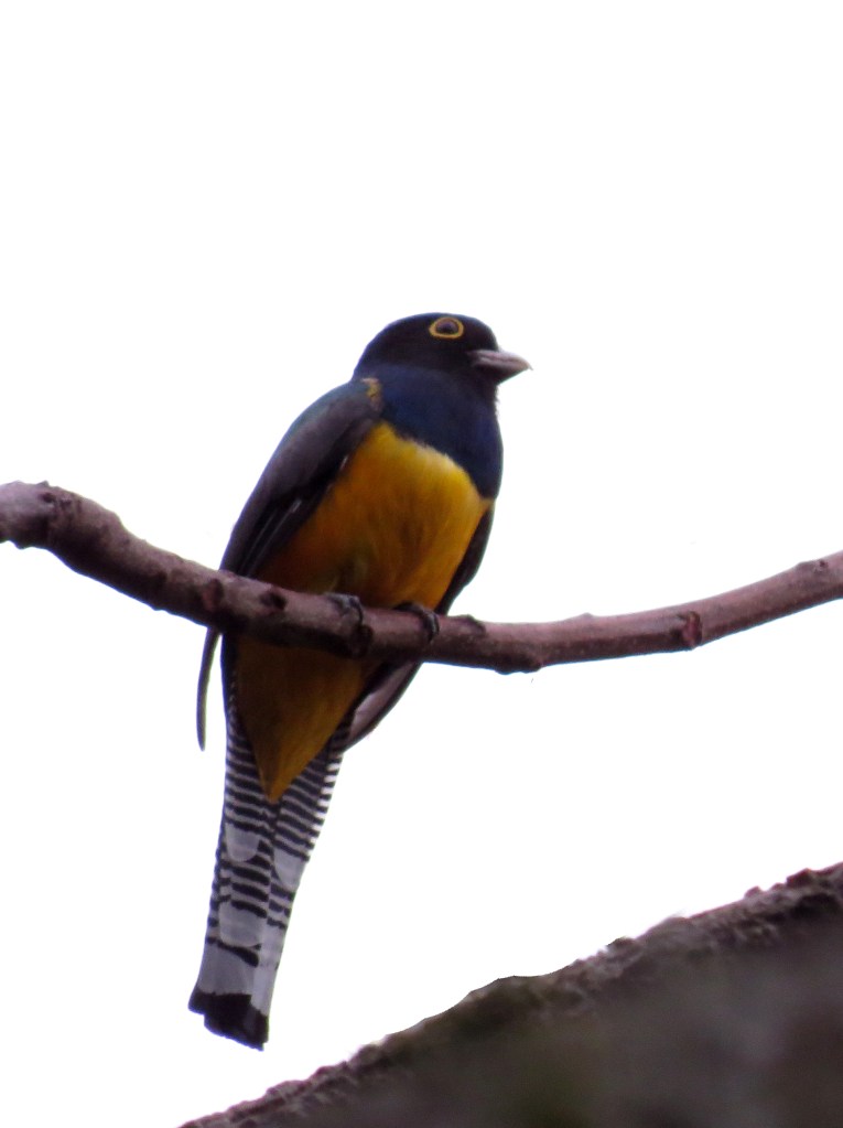 IMG_0261 Gartered Trogon