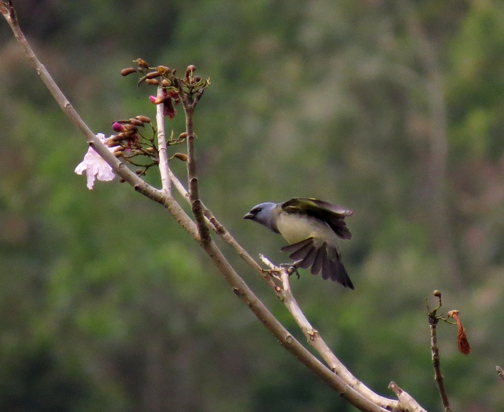 IMG_0267 Yellow-winged Tanager