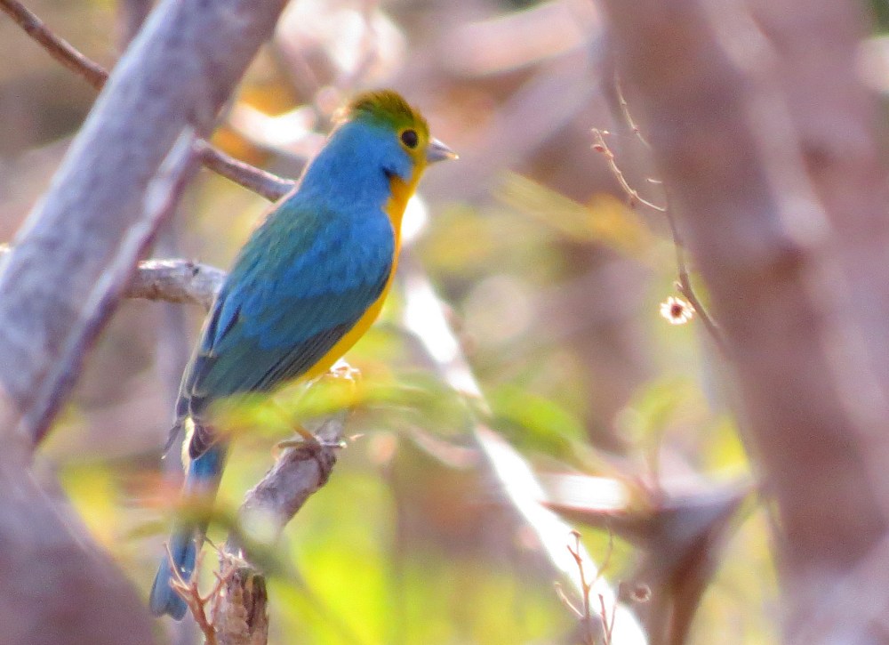 IMG_0328 Orange-breasted Bunting