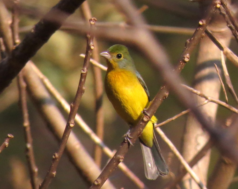 IMG_0331 Orange=breasted Bunting