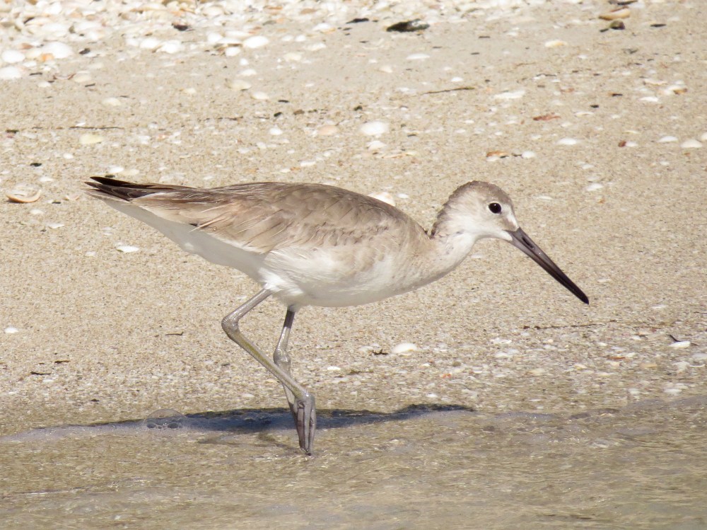 IMG_0423 Willet