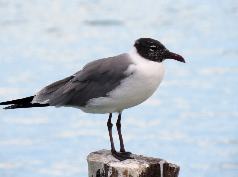 IMG_0677 Laughing Gull