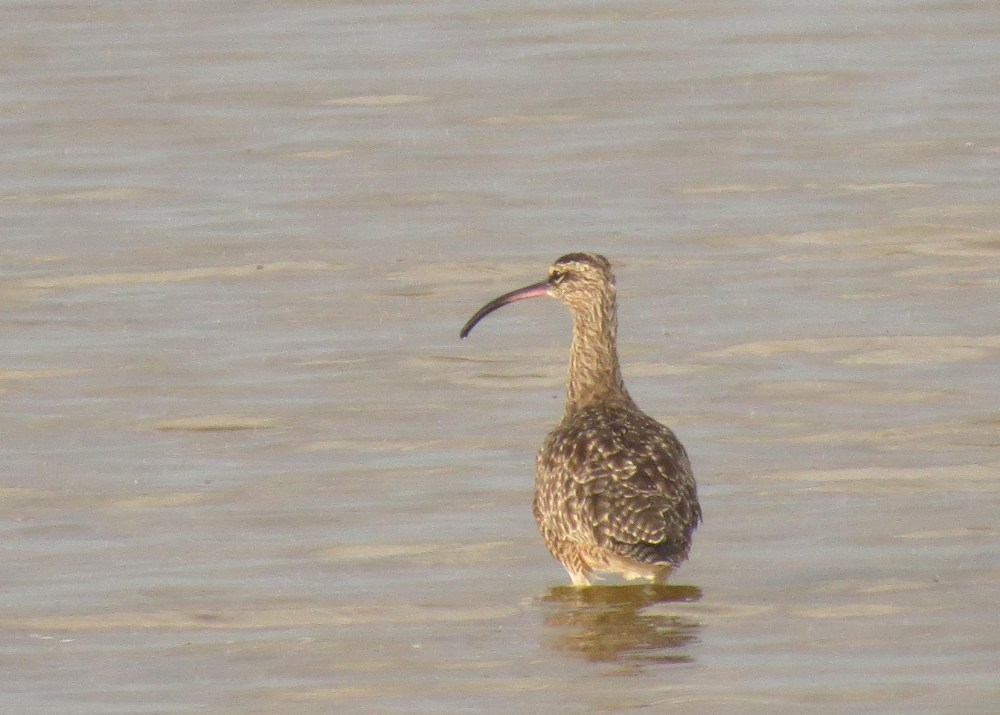 IMG_0737 Hud Whimbrel