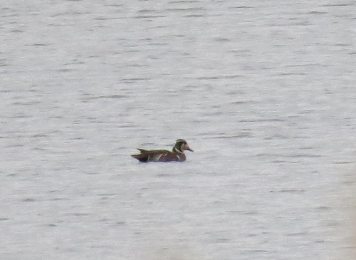 IMG_1272 Baikal Teal