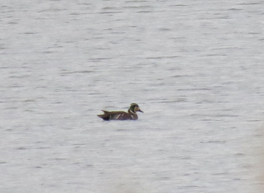 IMG_1272 Baikal Teal