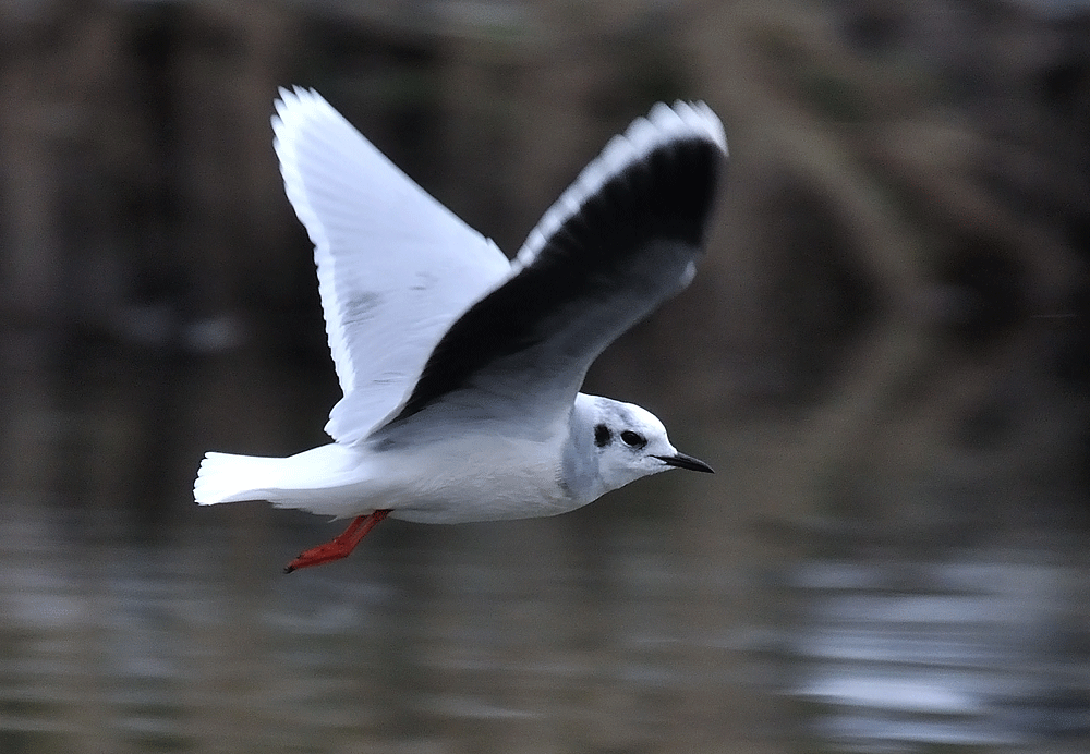 Little-Gull_1ofpies andbirds blogspot