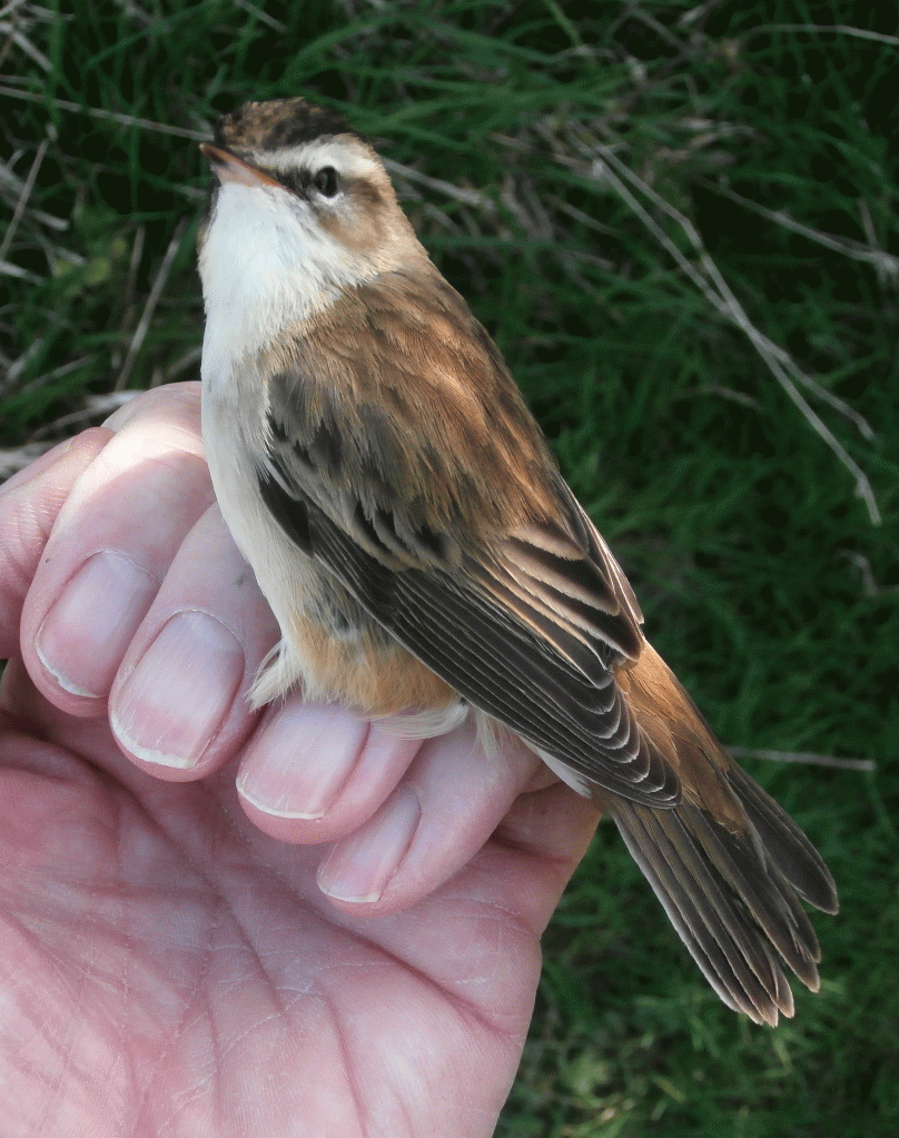 P4100284-Sedge-Warbler