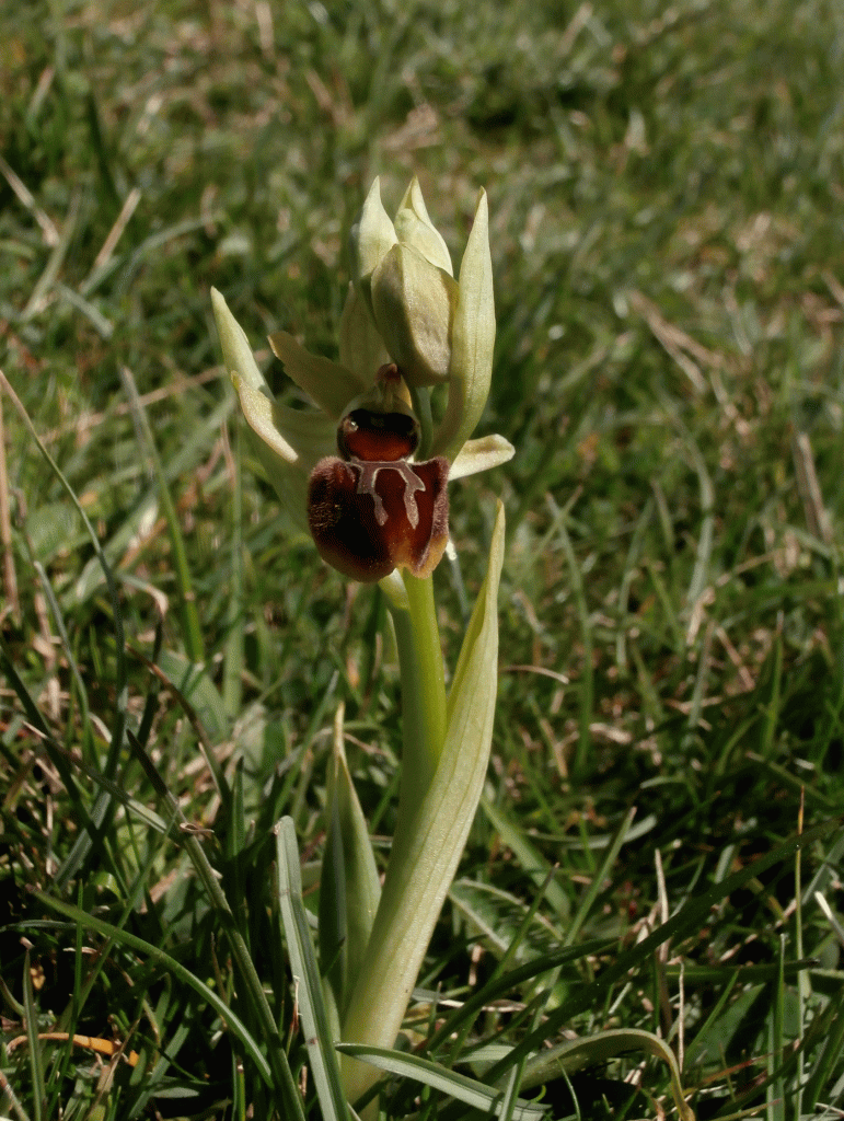 P4130297-Early-Spider-orchi