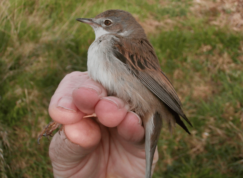 P4210315-Whitethroat