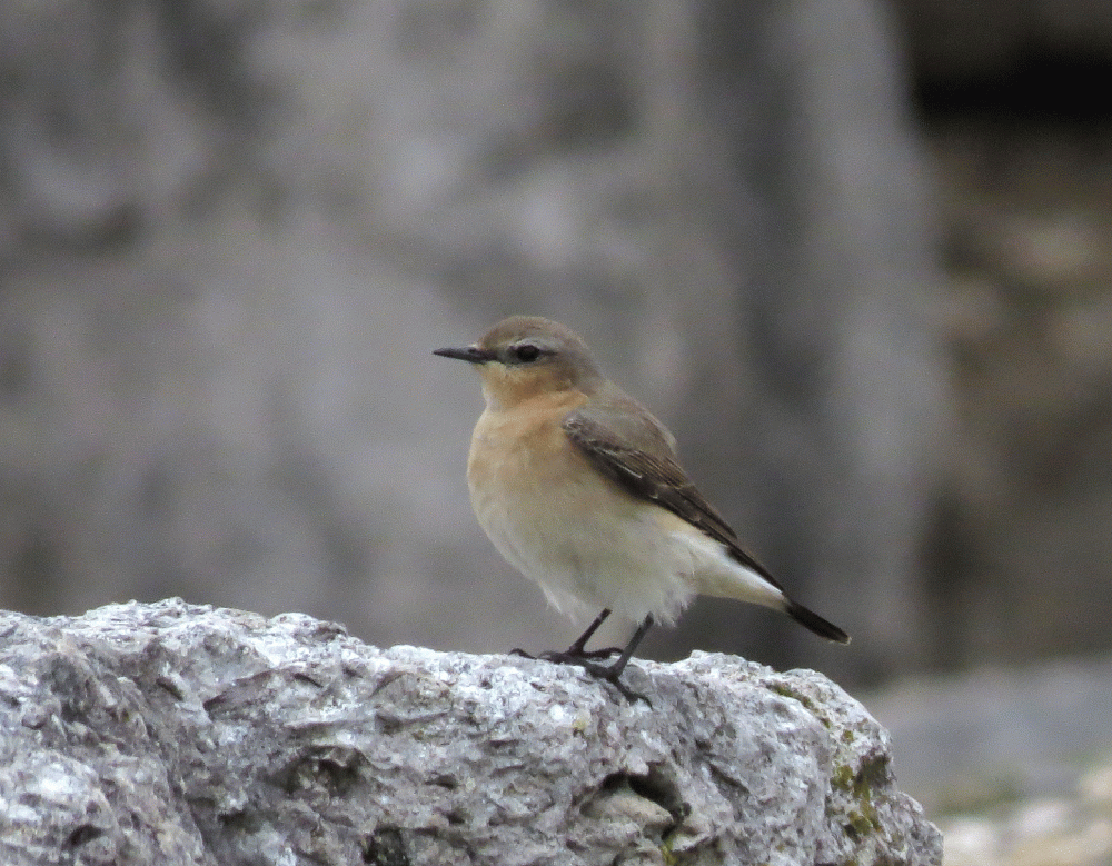 IMG_0001-Wheatear