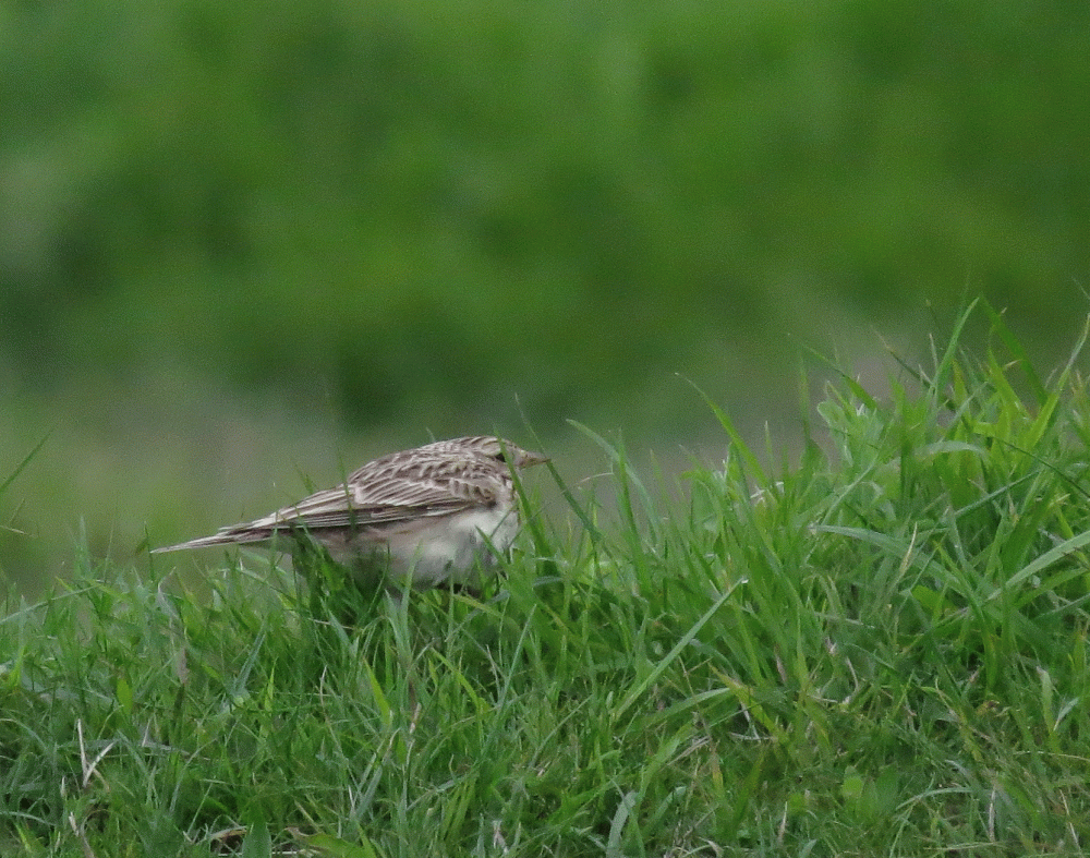 IMG_0007-Skylark