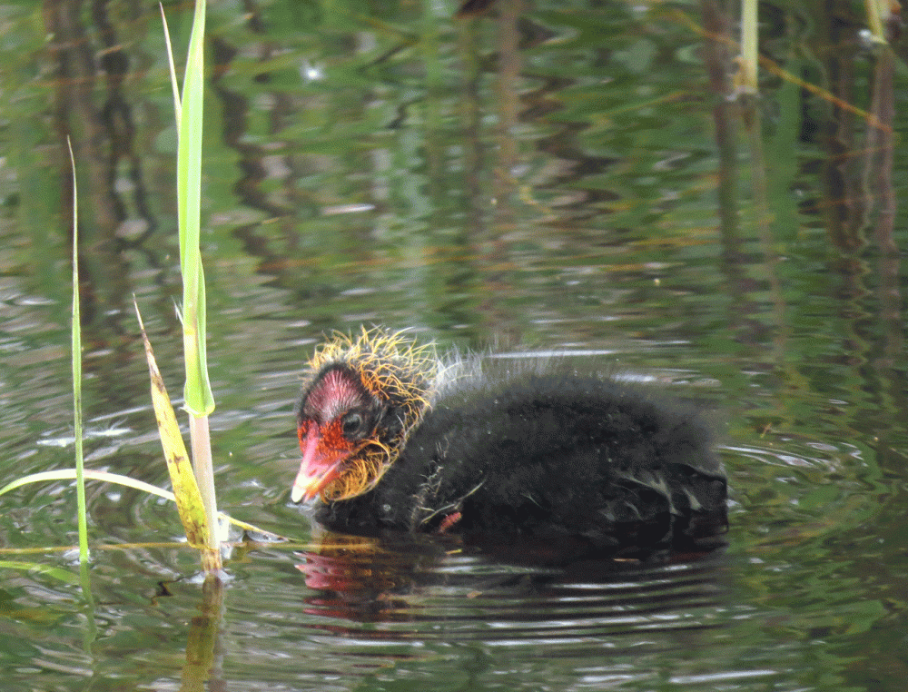 IMG_0016-Coot-pullus