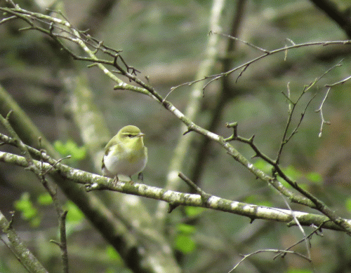 IMG_0062-Wood-Warbler