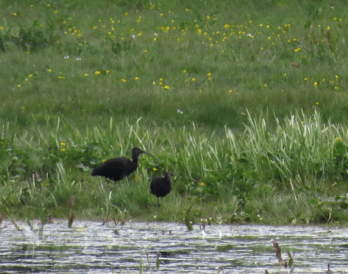 IMG_0083-Glossy-Ibis